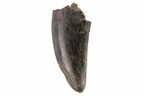 Serrated, Partial Tyrannosaur (Nanotyrannus) Tooth #81366-1